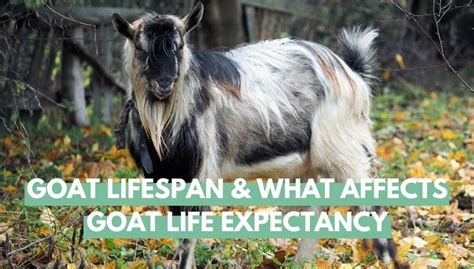 goat life teaser